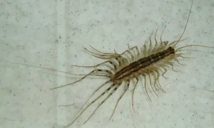 miriapod wiki1 jpeg
