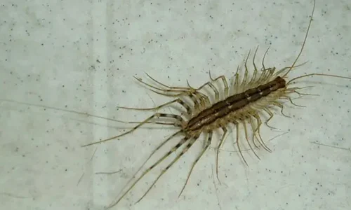 miriapod wiki1 jpeg