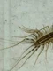 miriapod wiki1 jpeg