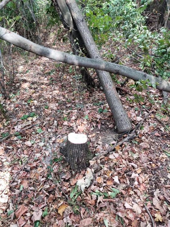 hoţi de lemne - foto arhiva poliţia locala slatina