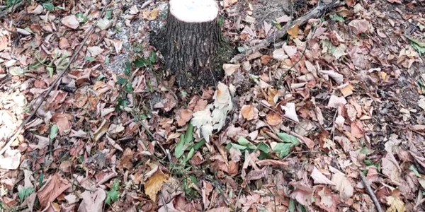 hoţi de lemne - foto arhiva poliţia locala slatina