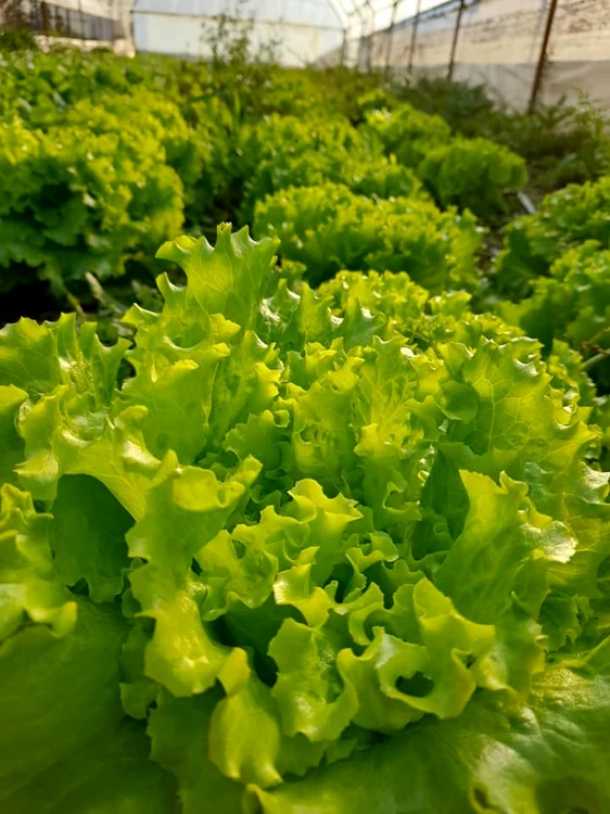 legume baleni