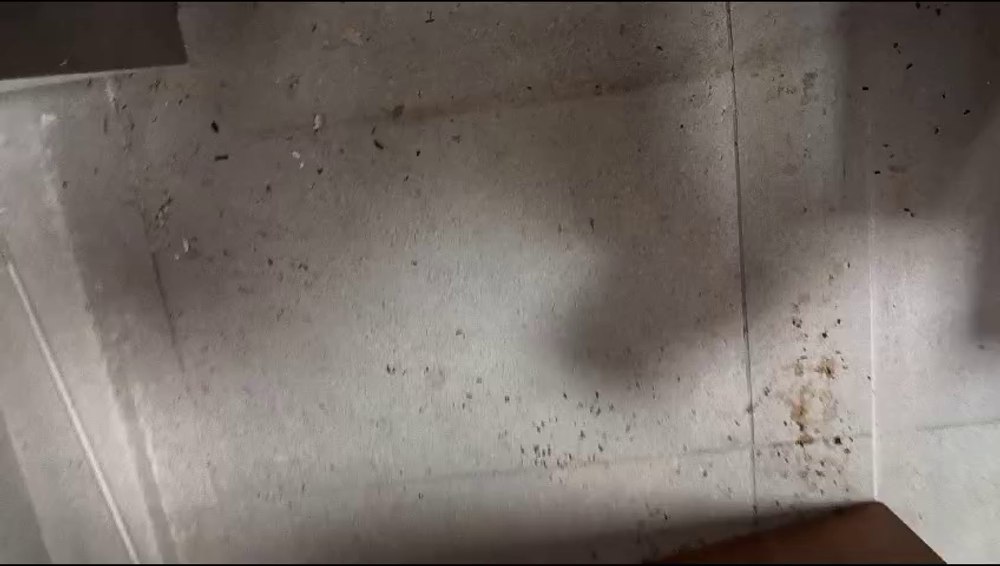 Restaurante din Cluj închise de ISU și de Protecția Consumatorilor. „Aoleu, aici e raiul șoarecilor!” VIDEO