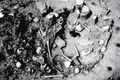 masacru serbia 2800 science jpg