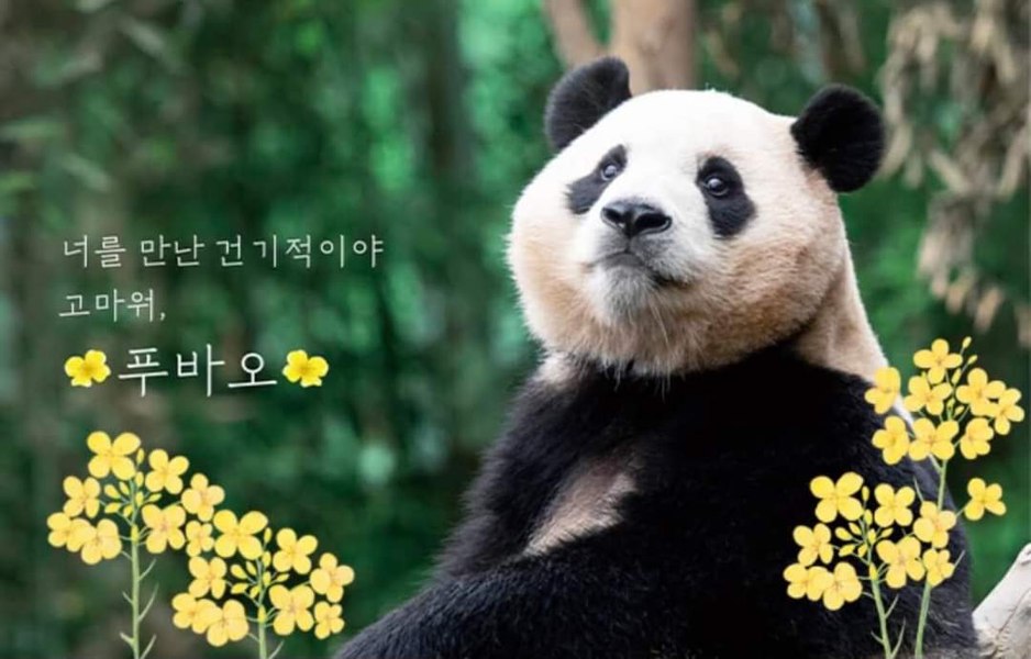 Sud-coreenii şi-au luat la revedere de la Fu Bao, un panda gigant care va fi dus în China VIDEO