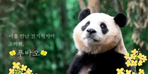 Puiul de panda urias Fu Bao Facebook  Fu Bao jpg