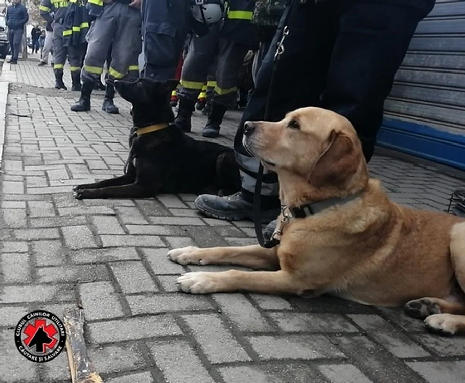 
    Billz caută victime în Albaniafoto: news.ro  