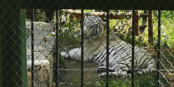 gradina zoologica birlad jpg