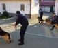 caini de serviciu la jandarmeria mehedinti FOTO Corina Macavei