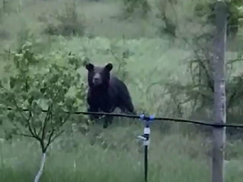 Ursul care face prăpăd în apropierea orașului Buzău, filmat lângă o gospodărie de la sat VIDEO