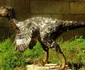 dinozauri bistrita 5