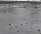Pesti morti pe malul somesului 