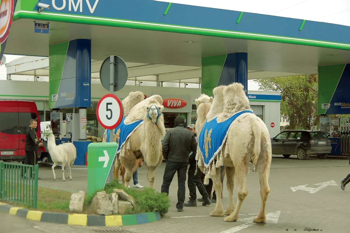 
    Parada circului s-a transformat, la Suceava, într-o cursă de capturare a animalelor «evadate»  
