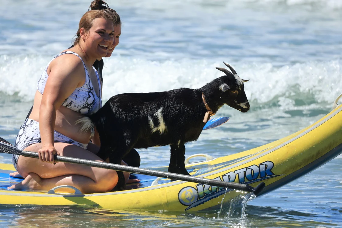 Capra Chupacabrah le arată începătorilor cum se stă pe placa de surf