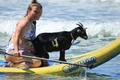 capra surf AFP jpg