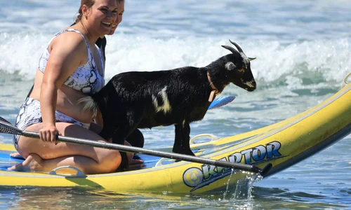 capra surf AFP jpg