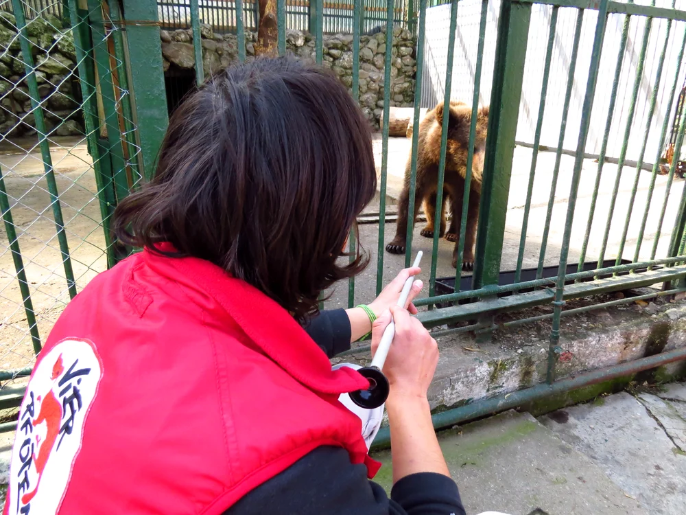 Baloo a fost anesteziat îaninte de operaţia de extragere a chistului
