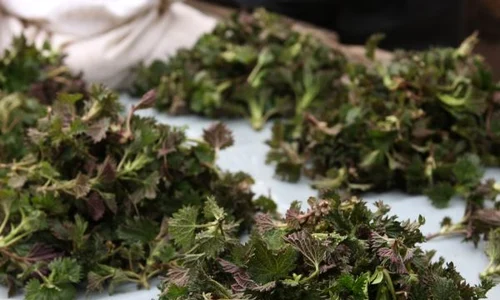 Urzicile sunt plante medicinale şi comestibile cu efecte deosebite asupra organismului  (Foto: Click!) jpeg