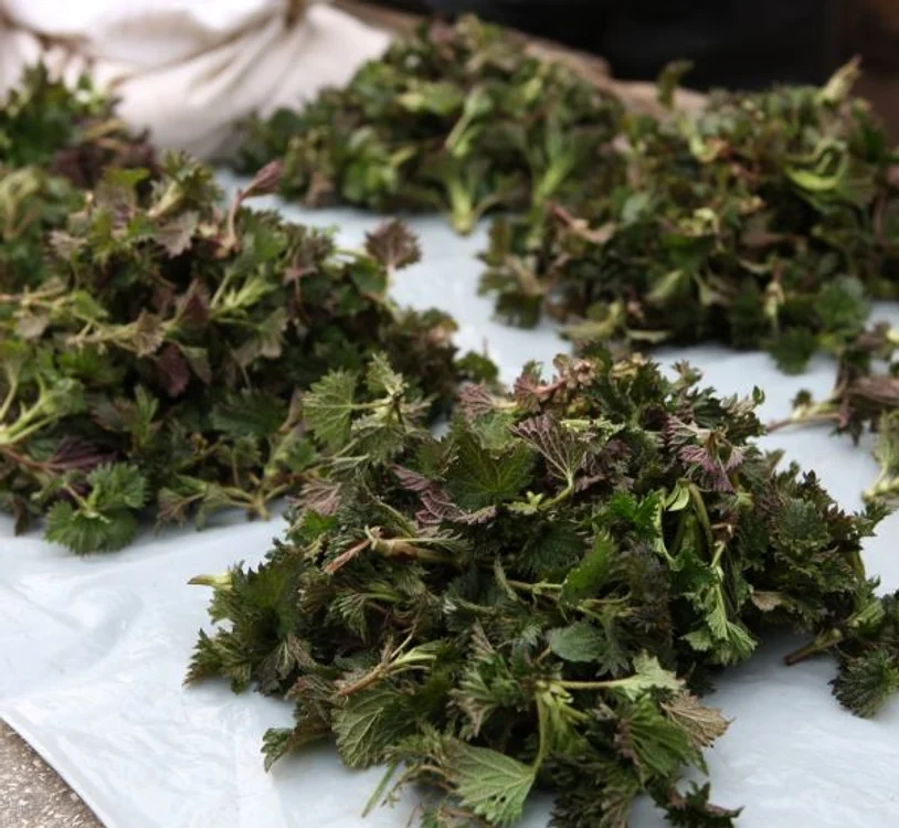 Urzicile sunt plante medicinale şi comestibile cu efecte deosebite asupra organismului. (Foto: Click!)