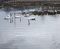 Lacul lebedelor de pe Râul Strei Foto Daniel Guță (61) jpg