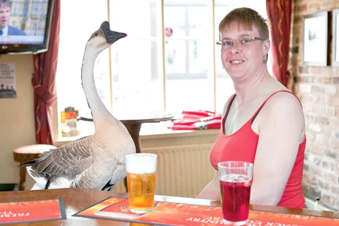 Papa pentru catei (Fotografii: photoland/caters)