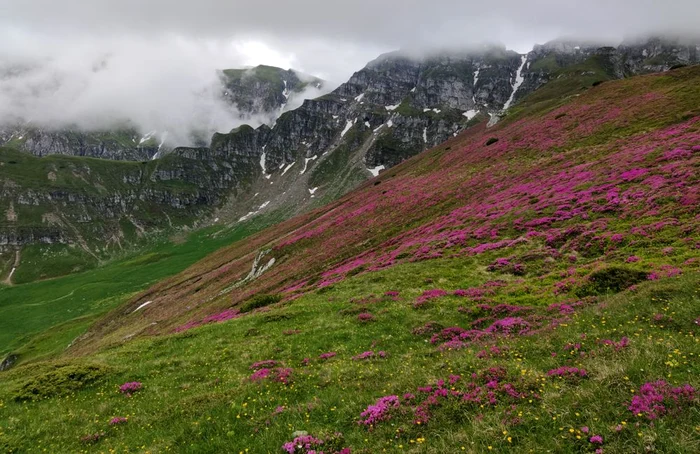 Rododendron. FOTO greuladeal.ro