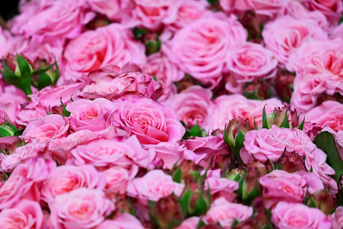 Trandafirii trebuie protejați in februarie / foto: Pixabay