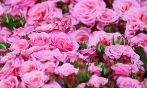 roses 3436439 1280 jpg