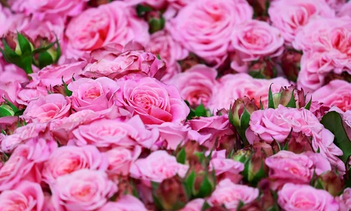 roses 3436439 1280 jpg