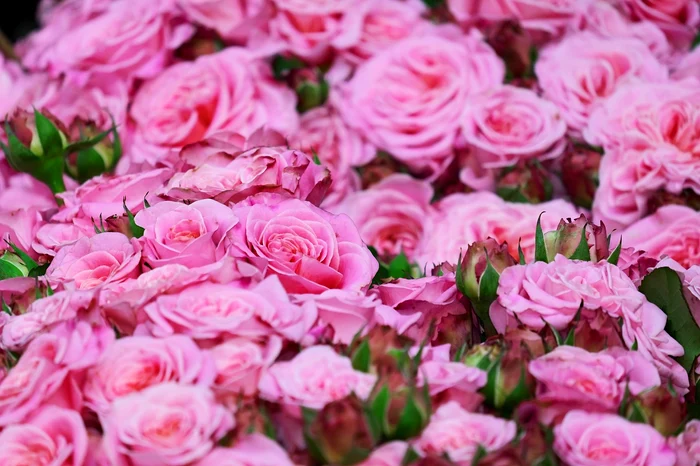 Trandafirii trebuie protejați in februarie / foto: Pixabay