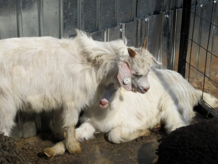 Autorităţile judeţene îl caută pe ”Vasilică” foto: Adevărul