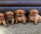 Labradorii de culoare roşiatică au devenit tot mai populari în ulltimul timp  jpeg