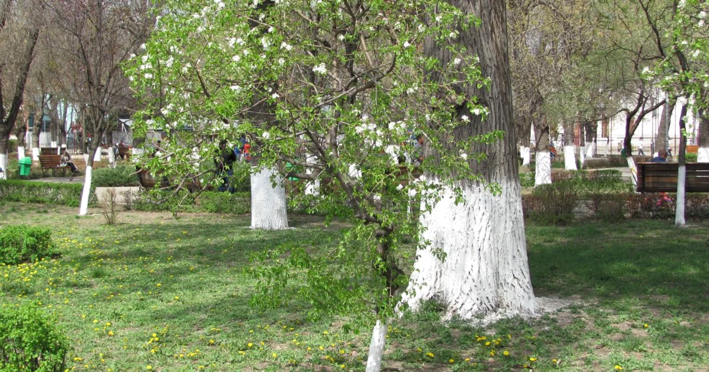 Mobilizare generală la plantat de salcâmi