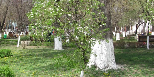 Mobilizare generală la plantat de salcâmi