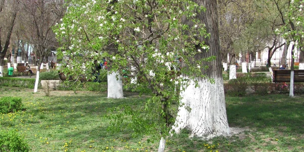 Mobilizare generală la plantat de salcâmi