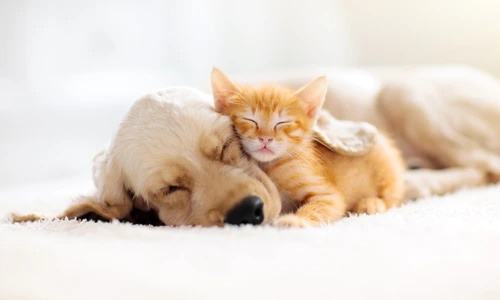 1 shutterstock 1479239243 jpg jpeg