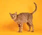 Pisica Ocicat  jpg