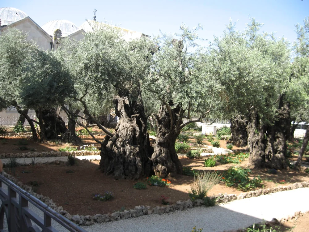 olive trees JPG jpeg
