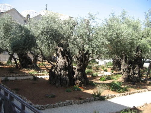 olive trees JPG jpeg