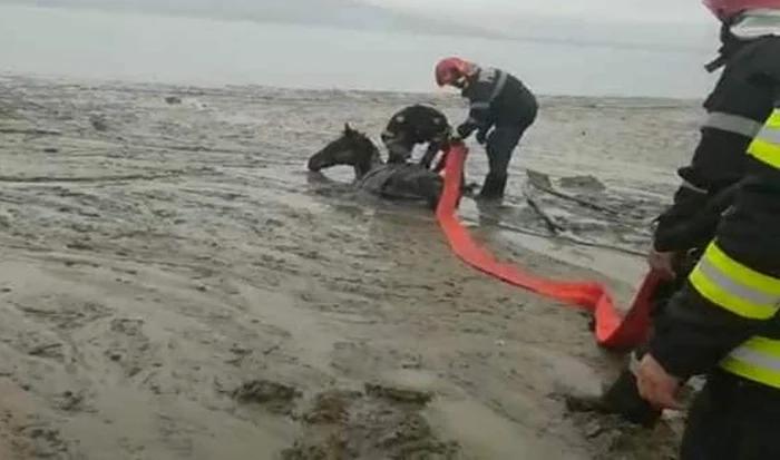
    Calul a fost salvat după ce a rămas împotmolit în noroiFoto: IGSU  