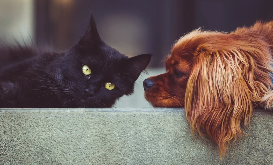 Animalele de companie cu care nu ai voie să călătorești cu trenul / Foto: Pixabay