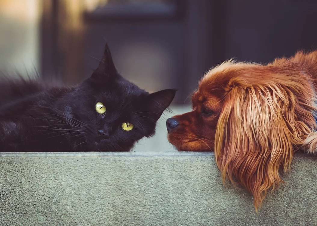 Adidas a lansat o colecție nouă de haine pentru animale / foto: Pixabay