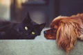 animale de compania pixabay jpg