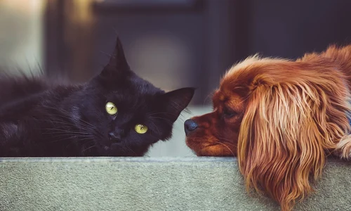 animale de compania pixabay jpg