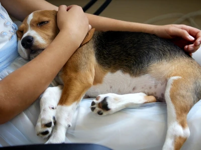 Cum să interpretezi felul în care se simte câinele tău  jpg