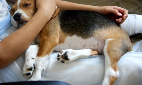 Cum să interpretezi felul în care se simte câinele tău  jpg