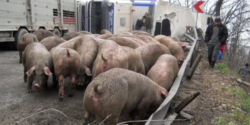 porci rasturnati