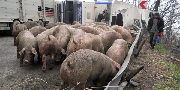 porci rasturnati