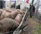 porci rasturnati