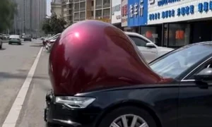masini gravide china jpg